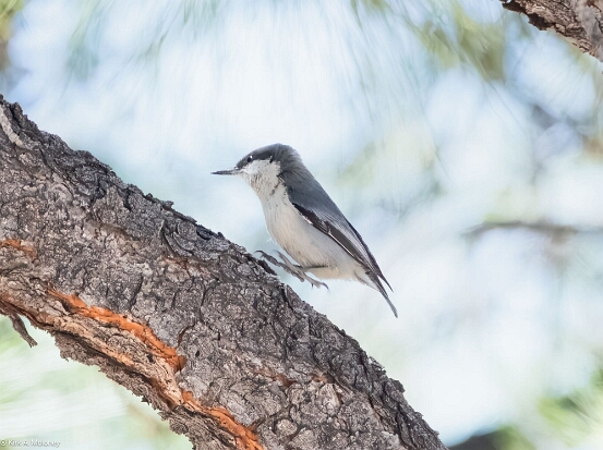 Nuthatch. Pygmy