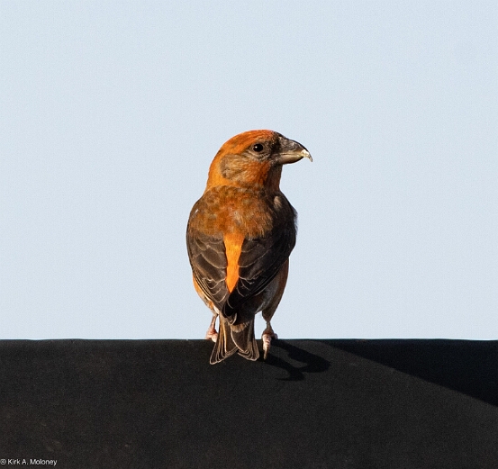 Crossbill, Red
