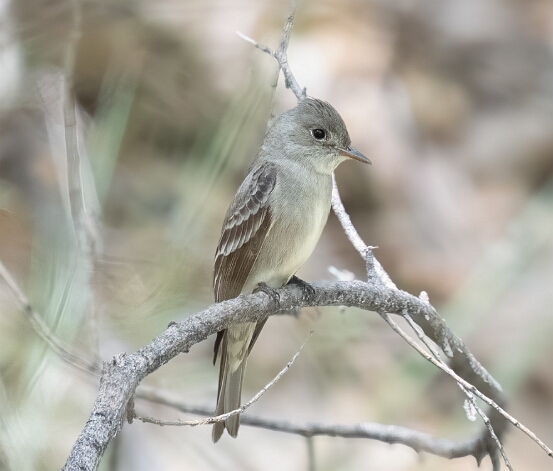 Pewee, Western Wood-