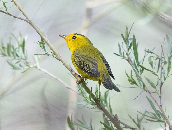 Warbler, Wilson's