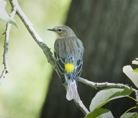 Warbler, Yellow-rumped