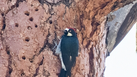 Woodpecker, Acorn