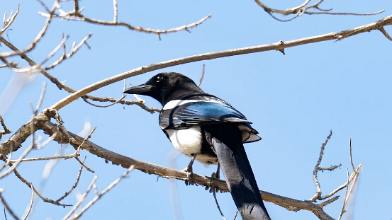 Magpie, Black-billed