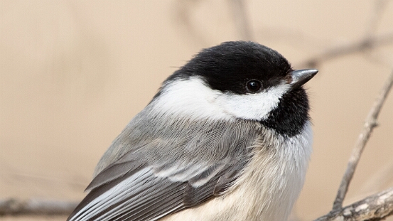 Chickadee, Black-capped