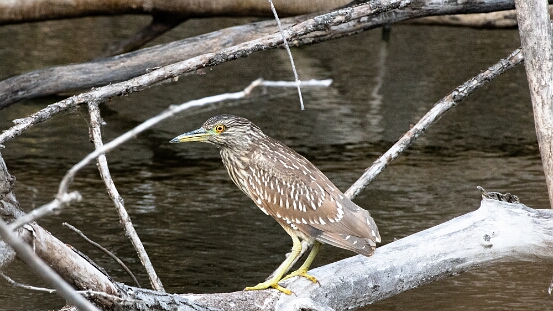 Night-Heron, Black-crowned