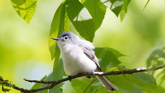 Gnatcatcher, Blue-gray
