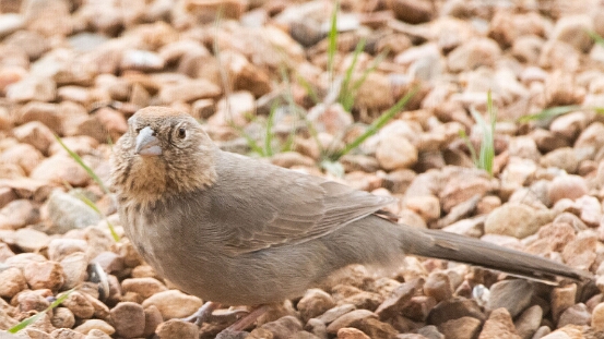 Towhee, Canyon
