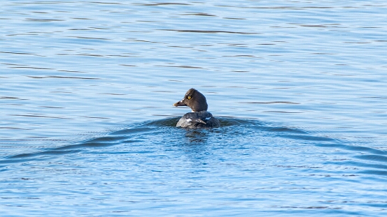 Goldeneye, Common