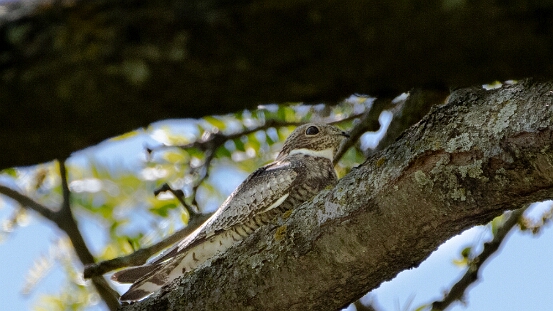 Nighthawk, Common