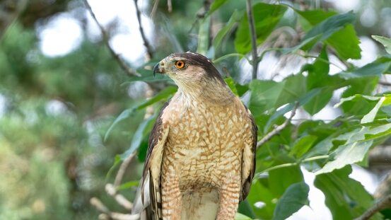 Hawk, Cooper's