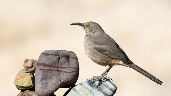 Thrasher, Curve-billed