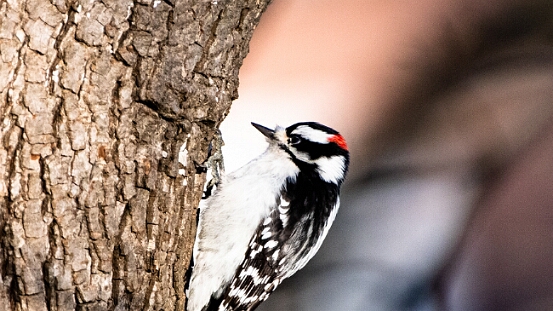 Woodpecker, Downy