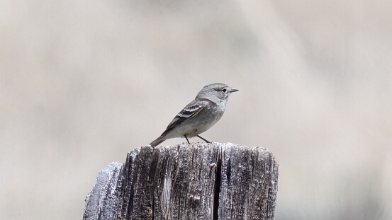 Flycatcher, Gray