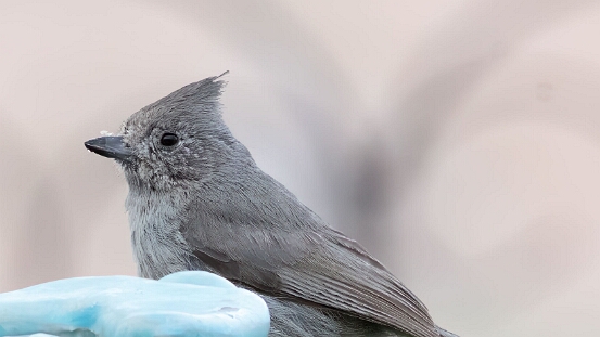 Titmouse, Juniper