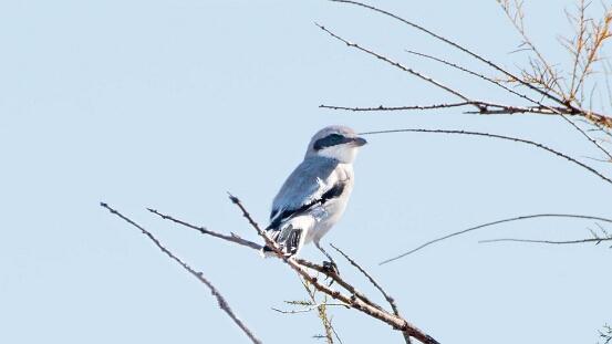 Shrike, Loggerhead