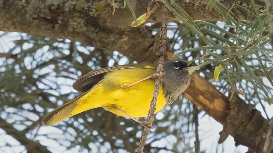 Warbler, MacGillivray's