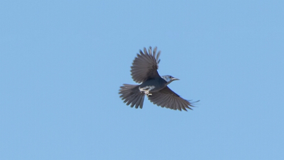 Jay, Pinyon