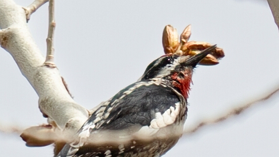Sapsucker, Red-naped