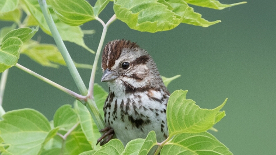Sparrow, Song
