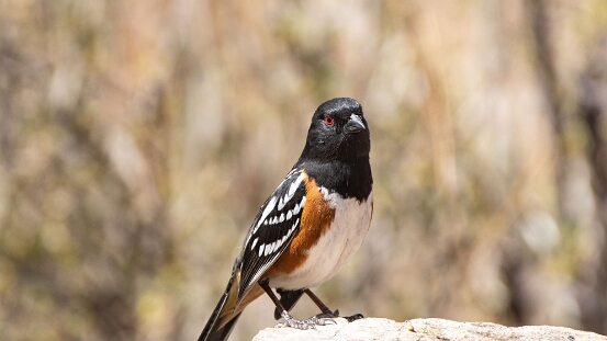 Towhee, Spotted