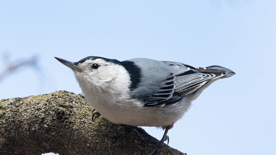 Nuthatch, White-breasted