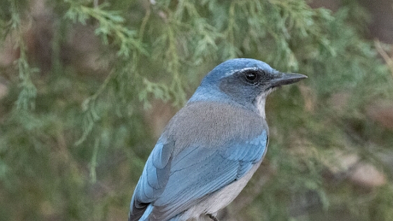 Scrub-Jay, Woodhouse's
