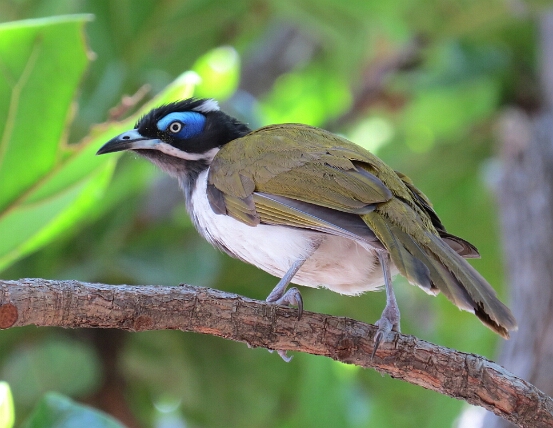 Honeyeater, Blue-faced