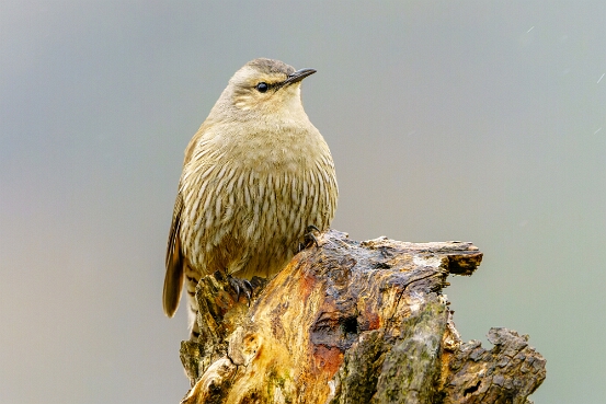 Treecreeper, Brown