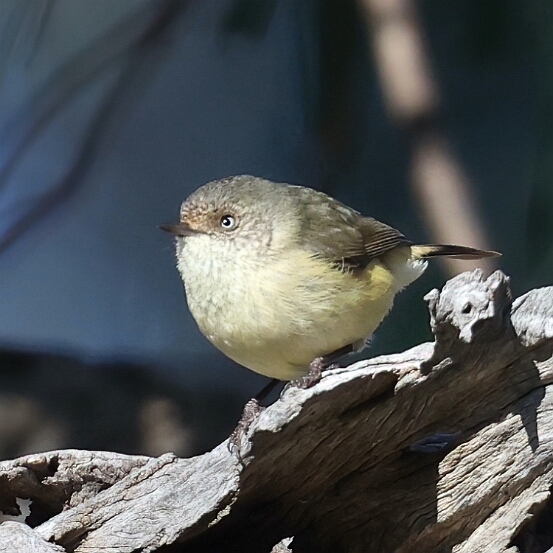 Thornbill, Buff-rumped