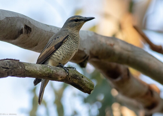 Cicadabird, Common