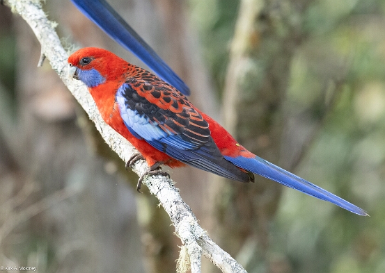 Rosella, Crimson
