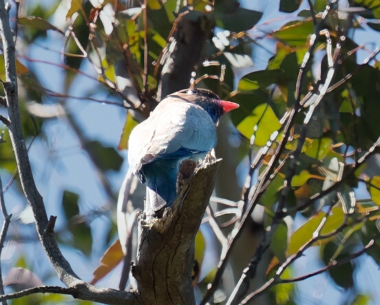 Dollarbird