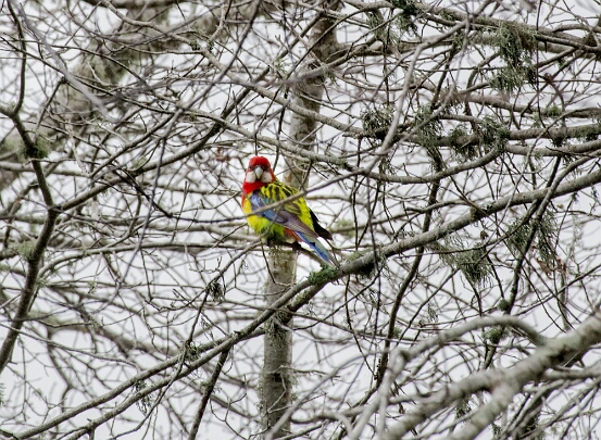 Rosella, Eastern