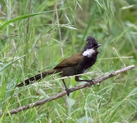 Whipbird, Eastern