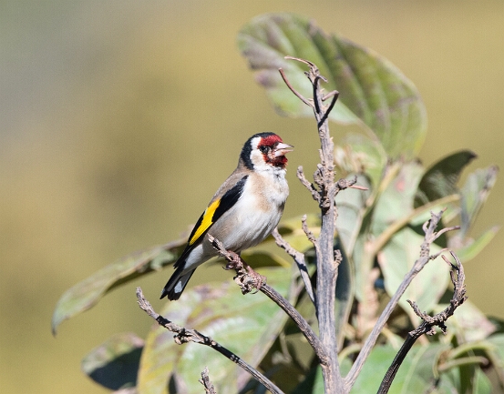 Goldfinch, European