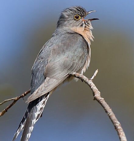 Cuckoo, Fan-tailed