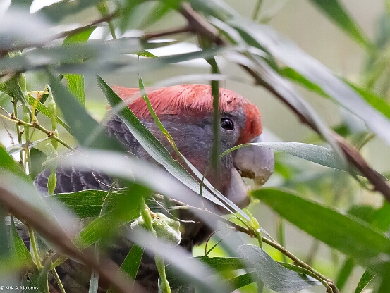 Cockatoo, Gang-gang