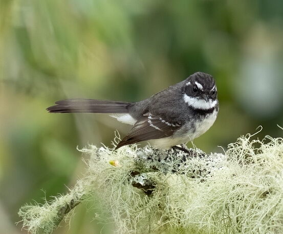 Fantail, Gray