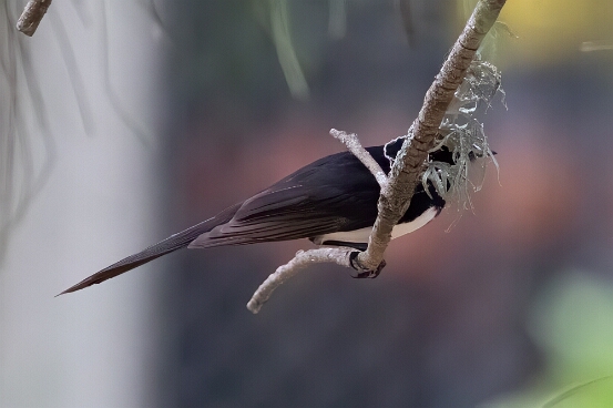 Flycatcher, Leaden