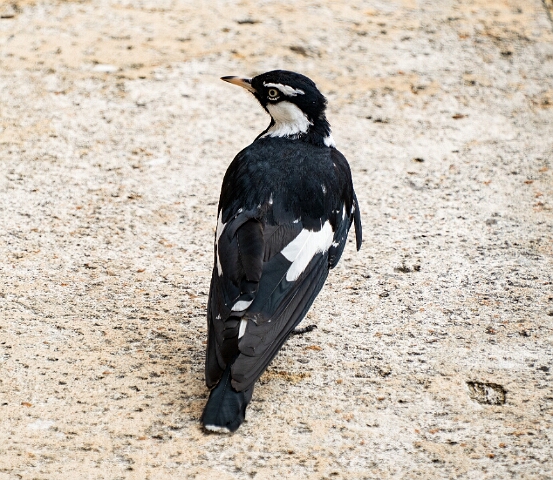 Magpie-lark