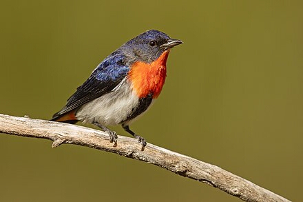 Mistletoebird