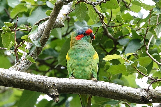 Lorikeet, Musk