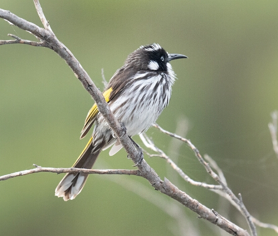 Honeyeater, New Holland