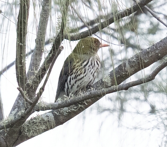 Oriole, Olive-backed