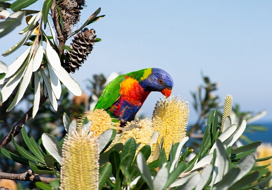 Lorikeet, Rainbow