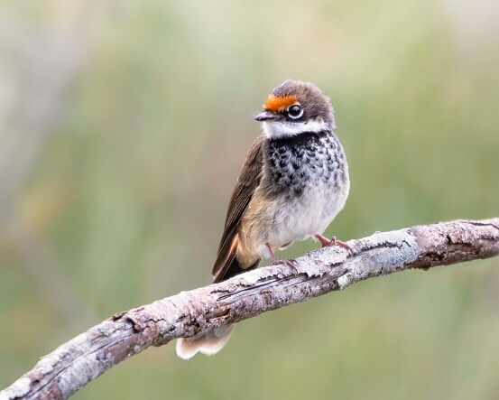 Fantail, Rufous