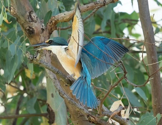 Kingfisher, Sacred