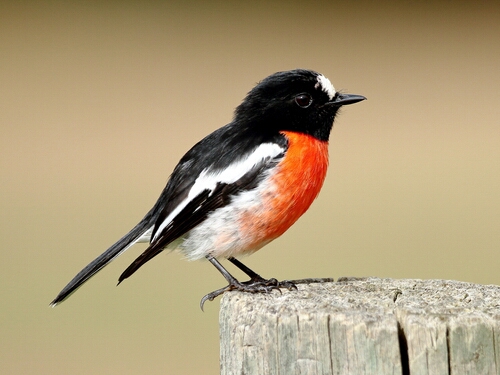 Robin, Scarlet