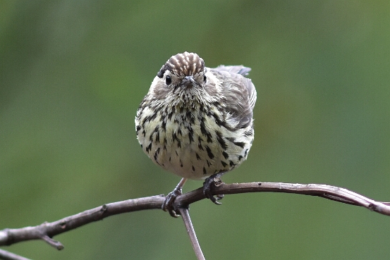 Warbler, Speckled