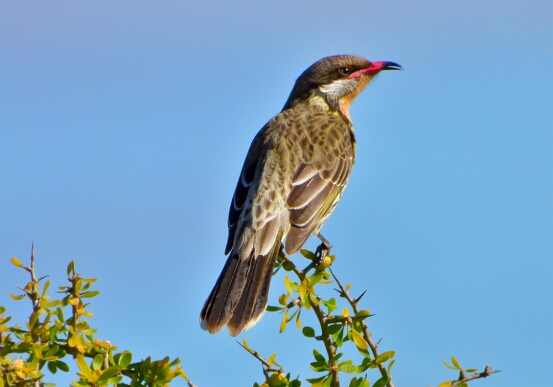 Honeyeater, Spiny-cheeked